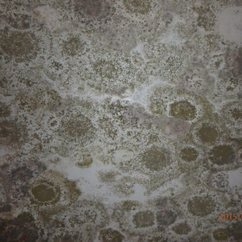 Mold damage on ceiling