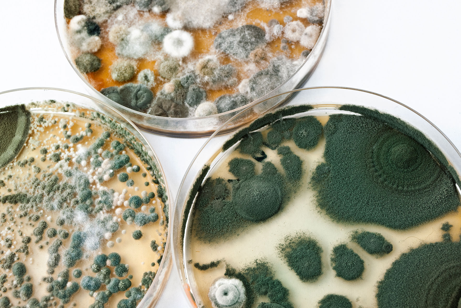 Mold growth in petri dishes